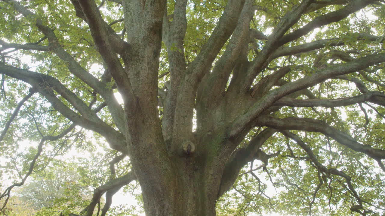 well exposed tree branches and leaves in green