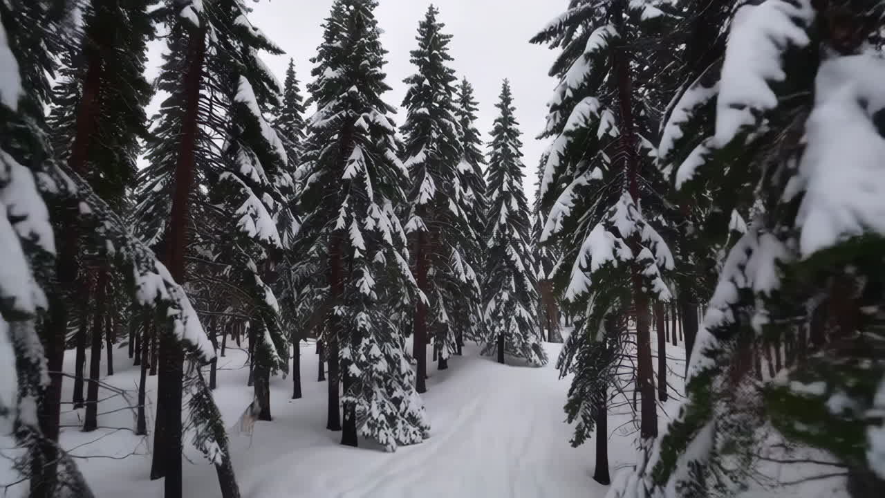 눈 인 소나무 숲