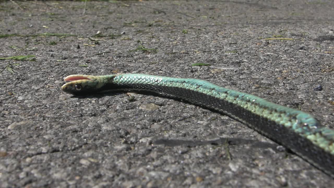 мертвая змея испускает последний вздох на бетоне в жаркий летний день