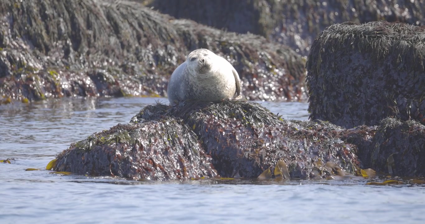 Una foca grigia è seduta su una roccia coperta di alghe in acque costiere tranquille, guardandosi intorno.