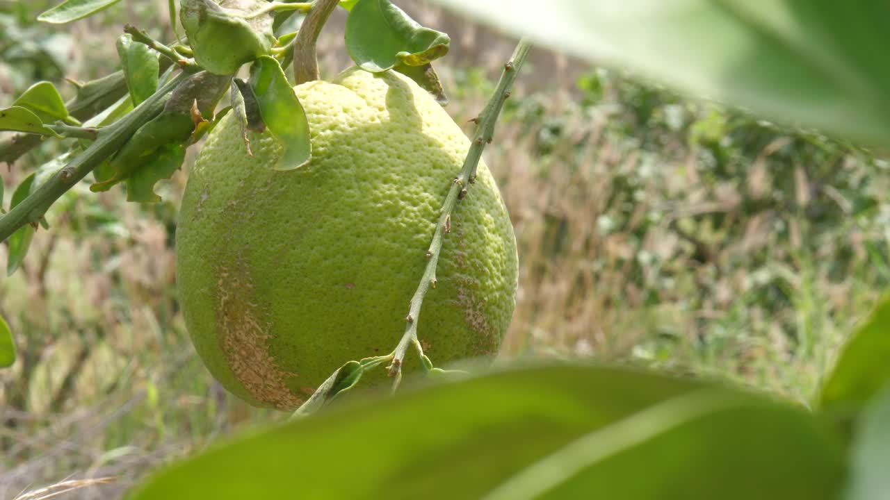 View Of Hanging Green Pomelo At Farm In Sindh