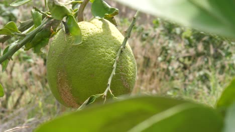 view of hanging green pomelo at farm in sindh