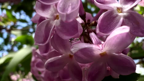 low angle close up shot of a blooming lilac tree