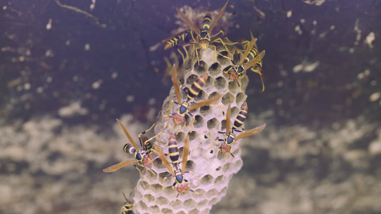 Wasp, Hornets, Yellowjackets on nest