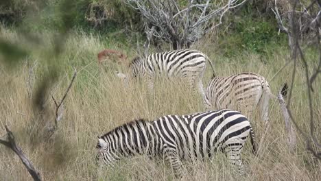 Wild-African-zebras-herd-graze-in-the-Savannah,-Kruger-National-Park