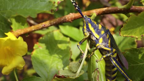 Aularches-Miliaris-Es-Una-Especie-De-Saltamontes-Monotípico-Del-Género-Aularches.-El-Insecto-Ha-Recibido-Diversos-Nombres,-Entre-Ellos-Langosta-Del-Café,-Saltamontes-Fantasma-Y-Saltamontes-Moteado-Del-Norte.