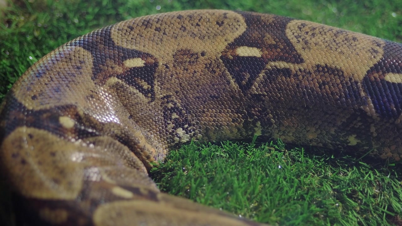 Primo piano di un Boa Constrictor che riposa sull'erba verde