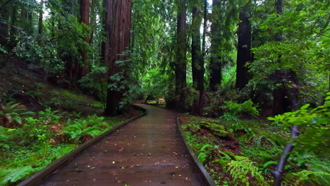 Spaziergang-Entlang-Einer-Promenade-Im-üppigen,-Nebligen-Wald-Des-Muir-Woods-National-Monument