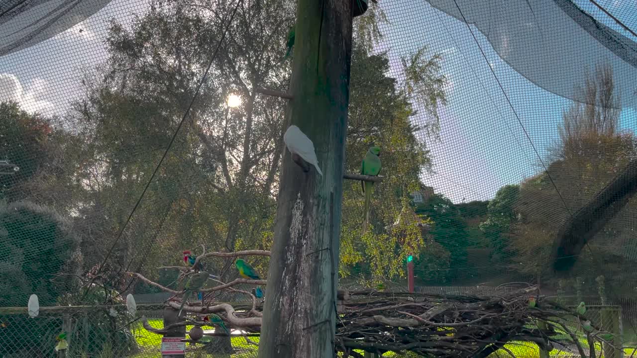 loros coloridos sentados en ramas dentro de la red del aviario