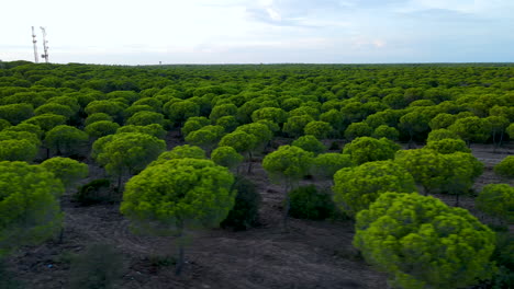 Luftrutsche-Direkt-über-Dem-Immergrünen-Pinienwald-In-Cartaya,-Huelva,-Andalusien,-Spanien-Bei-Sonnenuntergang