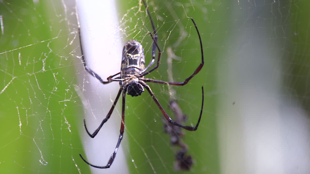 una araña de telaraña dorada caminando sobre su telaraña - cámara lenta