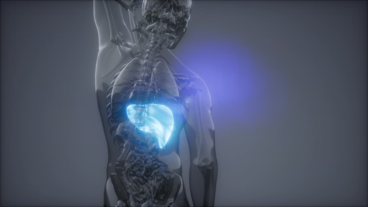 Human Liver Radiology Exam