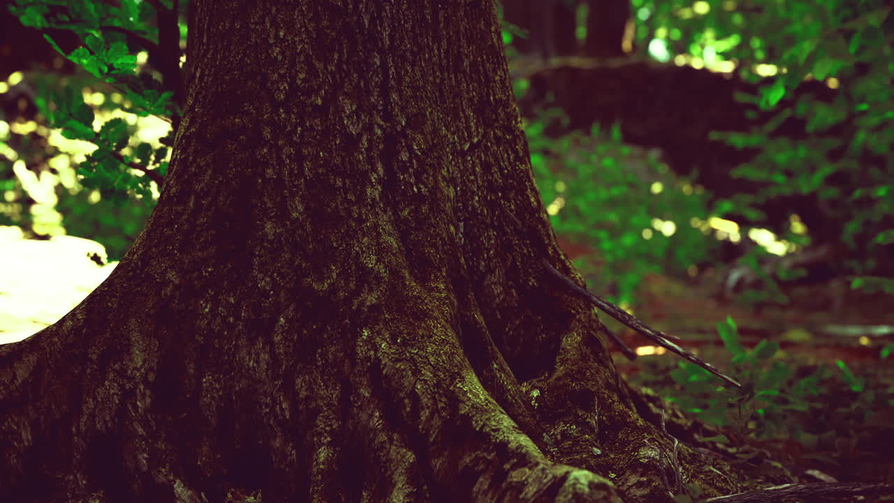 Large tree trunk surrounded by lush green forest during daytime