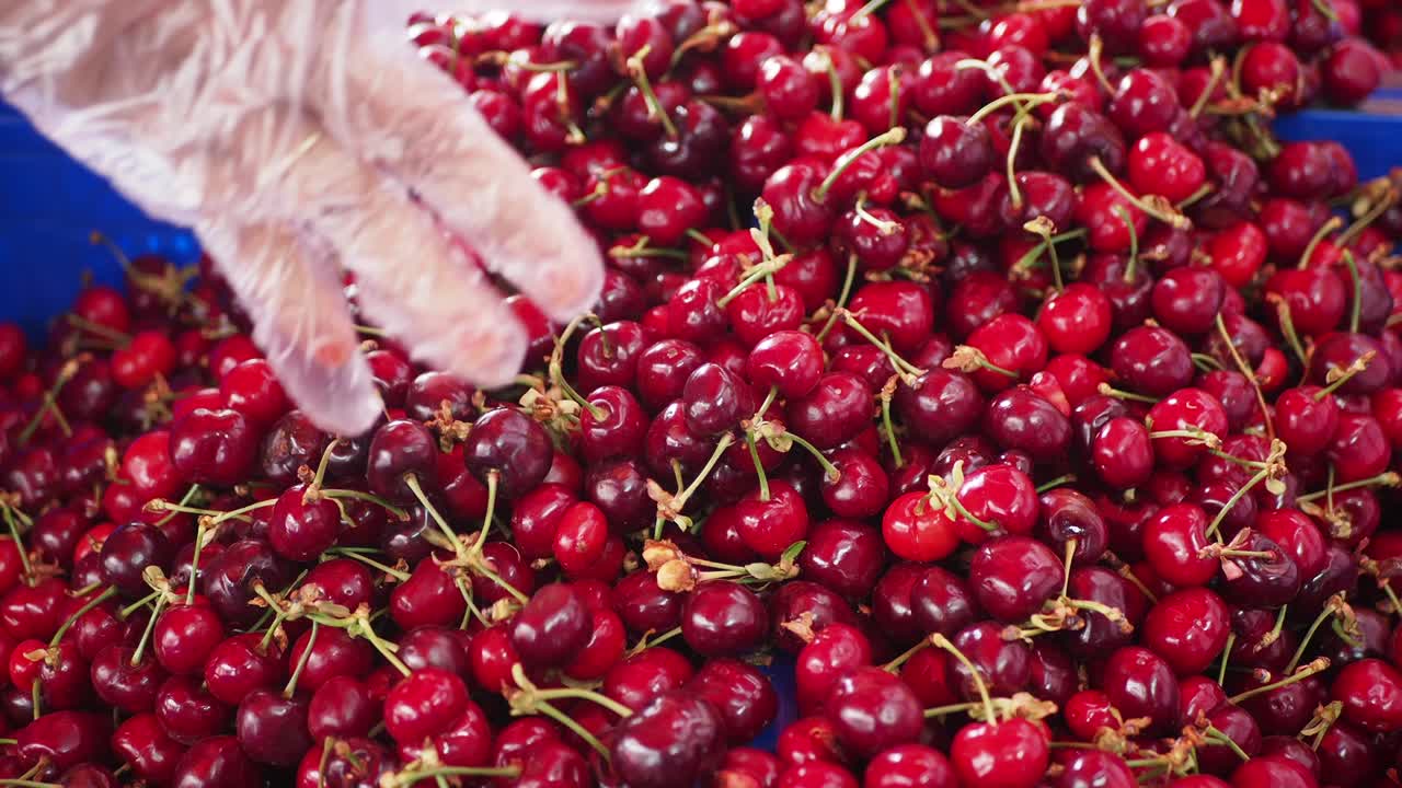 Gloved hand sorting a pile of fresh red cherries