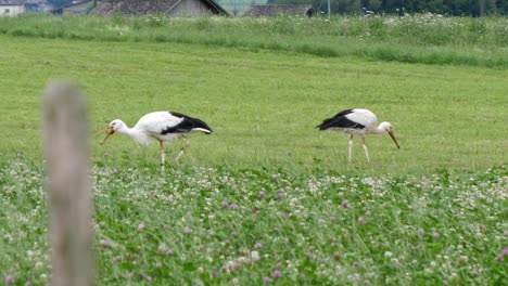 slow motion shot showing couple of stork grazing on countryside field in switzerland