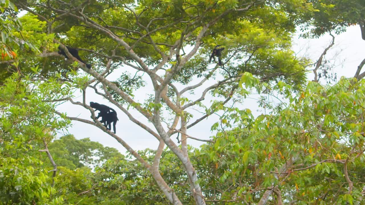 A lively troupe of spider monkeys leaps across branches in Peru’s vibrant rainforest canopy.