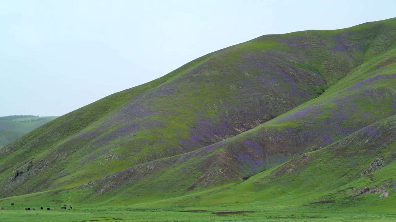 Bestiame al pascolo su una lussureggiante collina verde coperta di fiori viola.