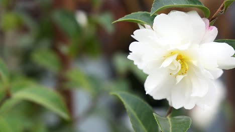 close-up of white sasanqua camellia flower