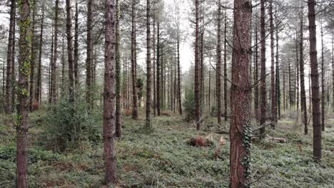 Aerial-forward-shot-flying-through-a-forest-on-a-sunny-day-in-Devon-England