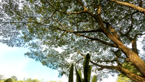 big tree timelapse.