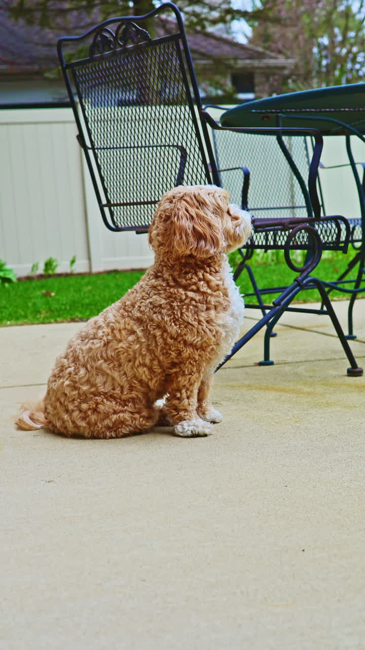 Un incrocio di Barboncino Toy e Havanese è seduto su un patio in cemento in giardino in una giornata di sole, mentre delle sedie sono lì vicino.