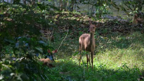 standing and then turns its head to the right while another is hidden covered by branches as it is on the grass resting, eld's deer, rucervus eldii, huai kha kaeng wildlife sanctuary, thailand