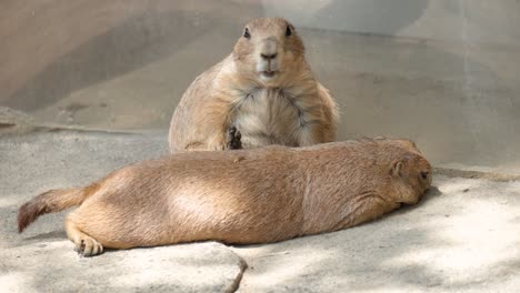 Schwarzschwanz-Präriehunde,-Die-Sich-An-Sommertagen-Im-Zoo-Von-Seoul-Im-Schatten-Entspannen