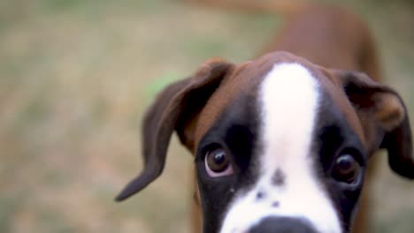 slowmotion shot of a boxer looking down the camera and then barking