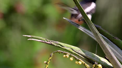 東方<unk> (eastern magpie-robin) 是泰國最常見的鳥類,可以在任何地方看到它.