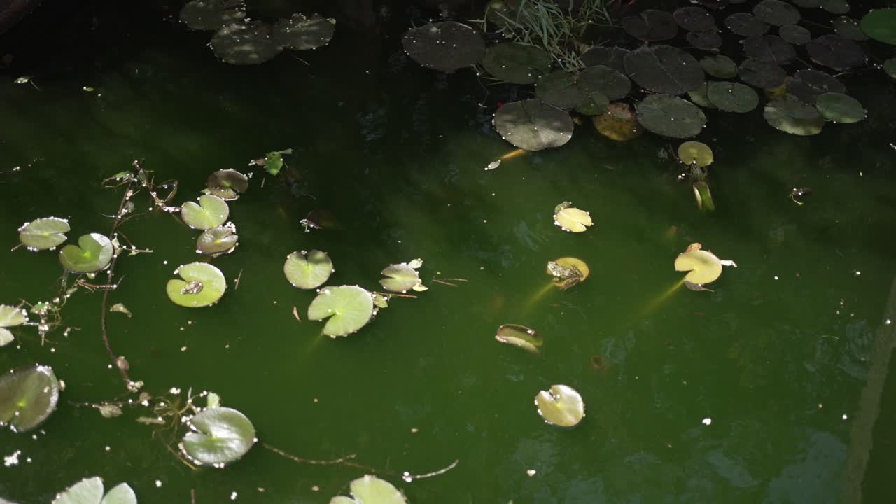 연못에 릴리 패드