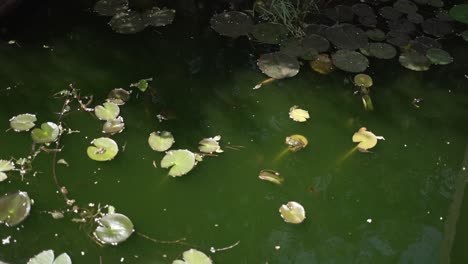 nenúfares en un estanque