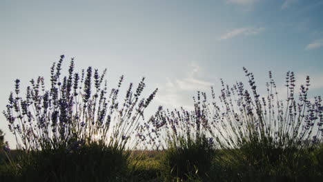 Row-of-beautiful-lavender-bushes-against-blue-sky