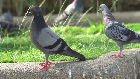 Un-Puesto-De-Palomas-En-La-Calle-Con-Hierba-Verde