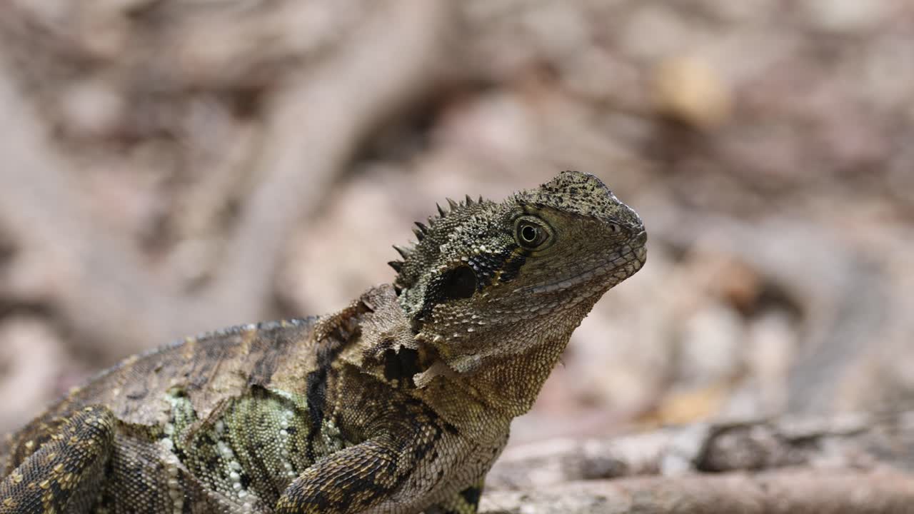 숲 바닥을 가로질러 움직이는 물 용 도마