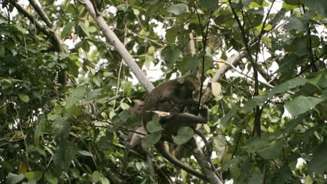 Mutter-Und-Kind-Makaken-Essen-Kokosnuss-Auf-Einem-Baum-In-Pulau-Ubin,-Singapur