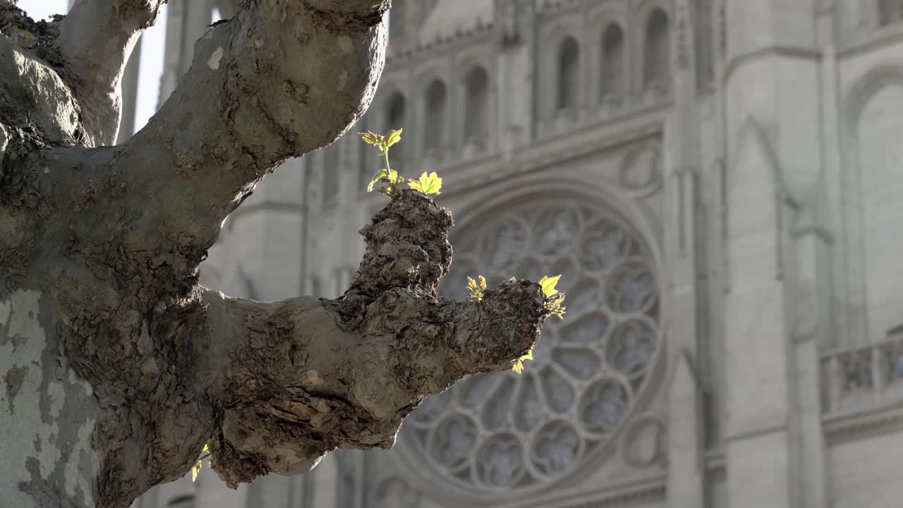잎이 없는 오래된 나무와 그가 배경에 있는 큰 교회의 경치 좋은 전망