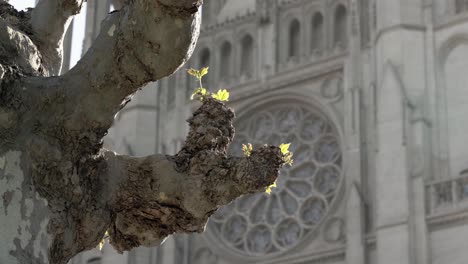 scenic view of a leafless old tree and a big church int he background