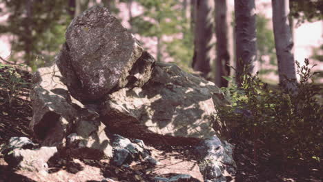 Close-up of rocks in a lush forest