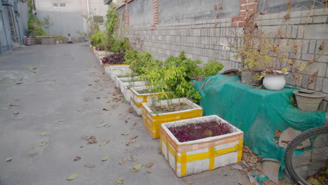 vegetables planted in small boxes in the hutongs in beijing, china