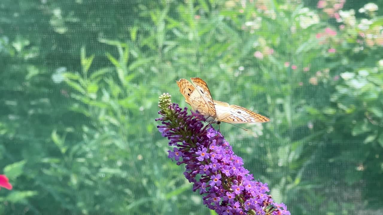 Farfalla posata su fiore viola, primo piano