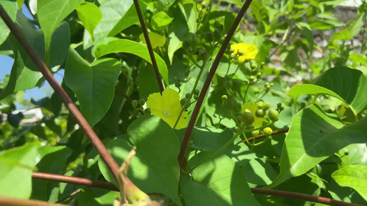 Fiori gialli che sbocciano su una vite verde alla luce del sole