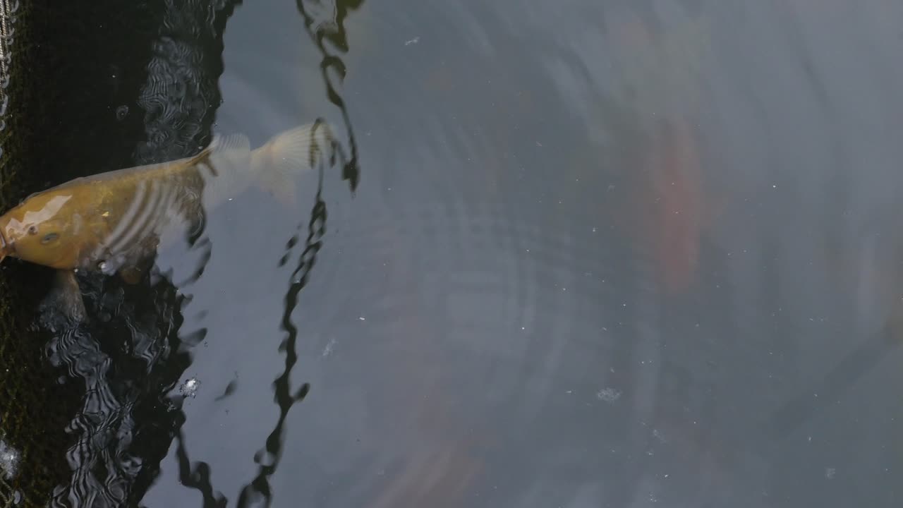 Koi Fish in a Pond