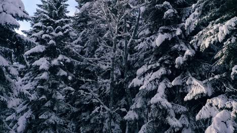 Beautiful-snow-scene-forest-in-winter.-Flying-over-of-pine-trees-covered-with-snow.