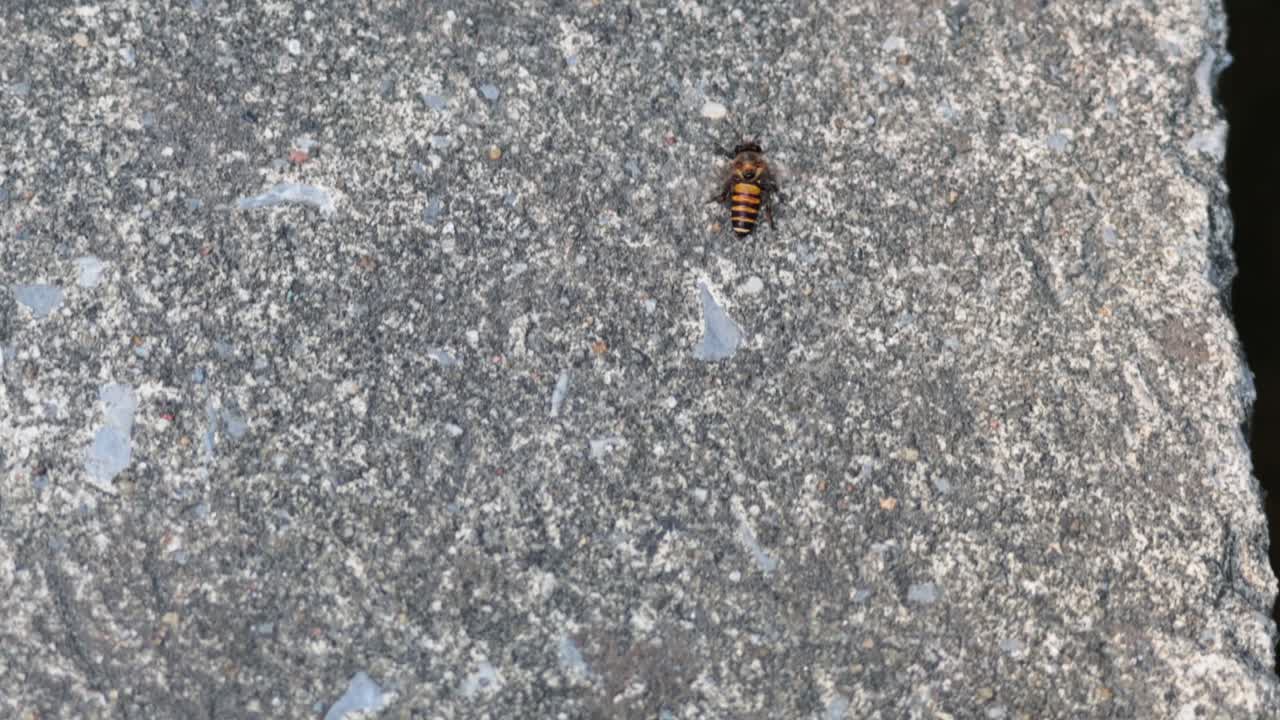 una abeja se mueve a través de una superficie de hormigón