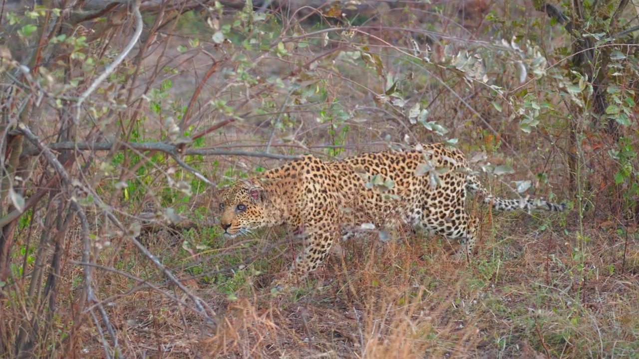 Camera pans with leopard creeping stealthily through bushveld trees