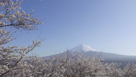 panorama of cherry blossoms and mount fuji in japan