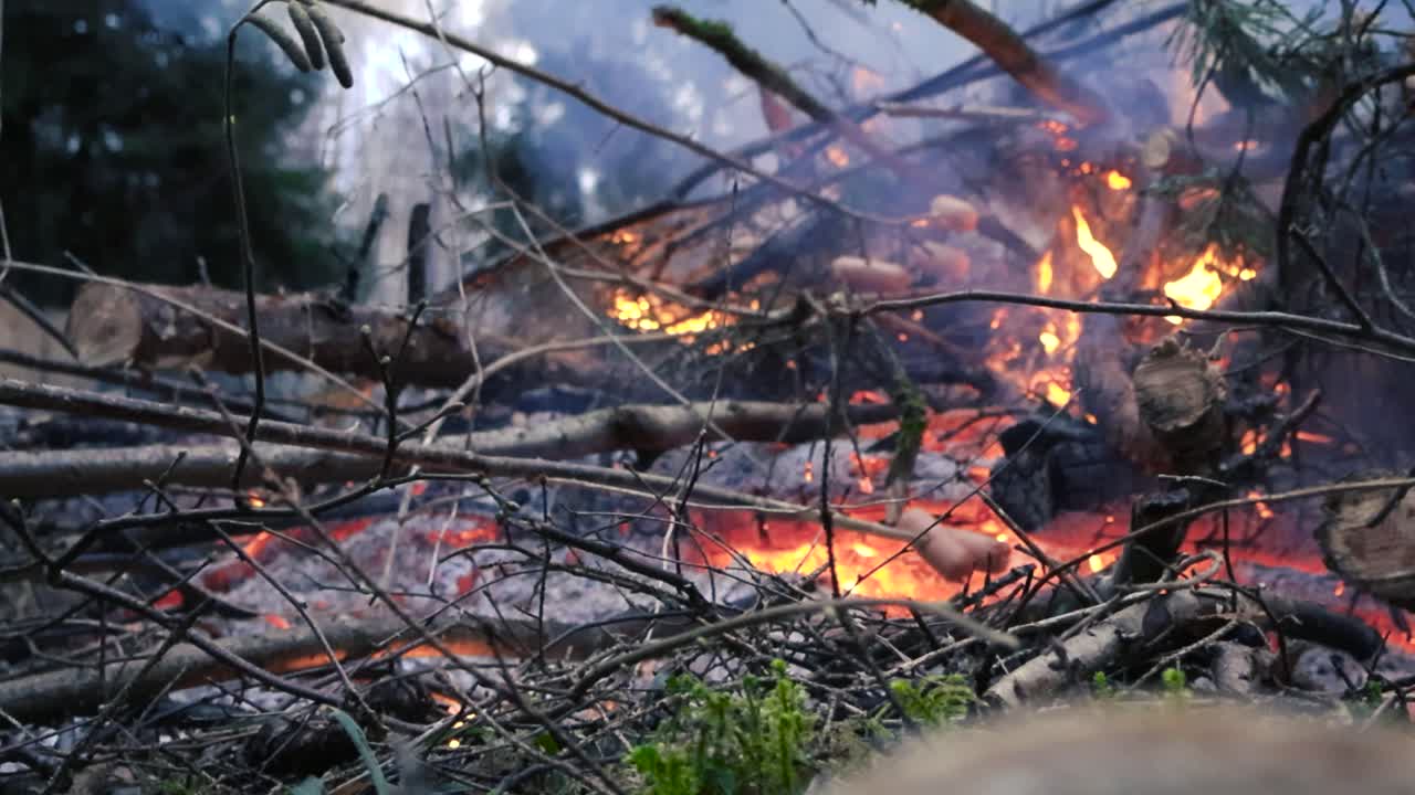 Low angle footage of sausages or hotdogs being grilled on a smoking hot fire or a bonfire in a forest during daytime. Moss, branches and trees in the foreground of the hot blazing fire embers and ash.