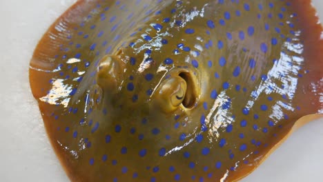 live-stingray-fish-on-white-platform-breathing