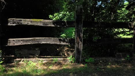 Caminando-Por-El-Sendero-En-El-Bosque