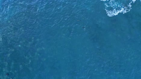 Done-shot-straight-down-with-Sea-Lions-surfing-and-jumping-while-a-pelican-flys-by-during-King-Tide-in-La-Jolla,-California